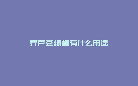 养芦荟绿植有什么用途