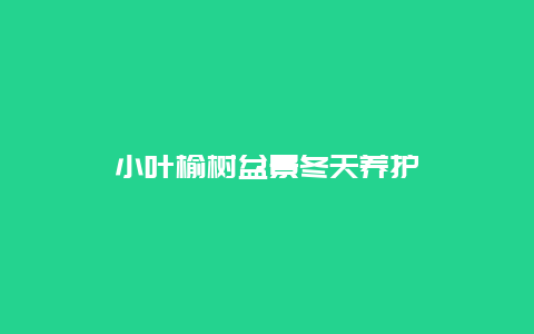 小叶榆树盆景冬天养护