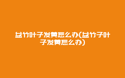 盆竹叶子发黄怎么办(盆竹子叶子发黄怎么办)