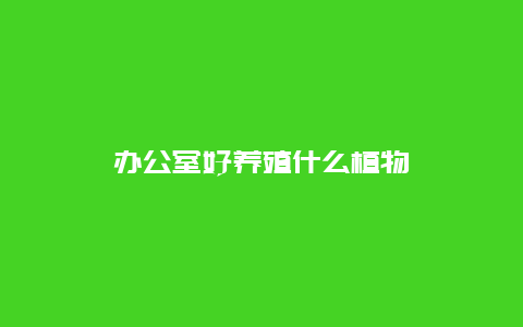 办公室好养殖什么植物