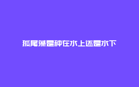 狐尾藻是种在水上还是水下