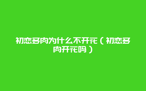 初恋多肉为什么不开花（初恋多肉开花吗）