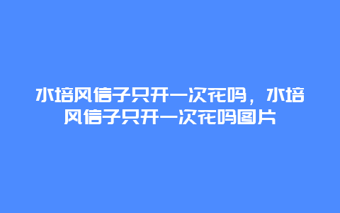 水培风信子只开一次花吗，水培风信子只开一次花吗图片