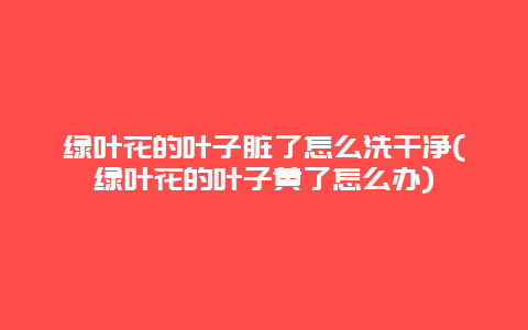 绿叶花的叶子脏了怎么洗干净(绿叶花的叶子黄了怎么办)