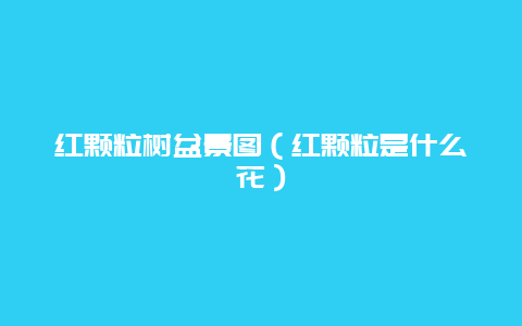 红颗粒树盆景图（红颗粒是什么花）