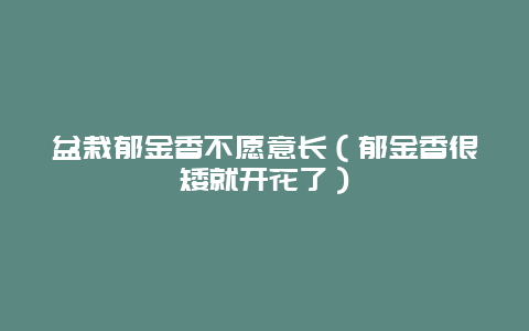 盆栽郁金香不愿意长（郁金香很矮就开花了）