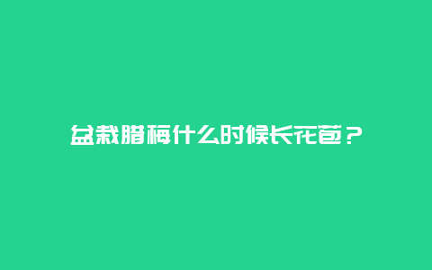 盆栽腊梅什么时候长花苞？