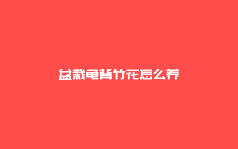 盆栽龟背竹花怎么养