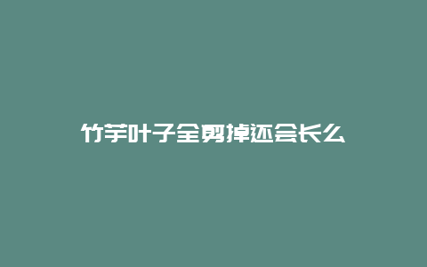 竹芋叶子全剪掉还会长么