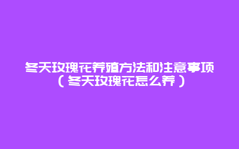 冬天玫瑰花养殖方法和注意事项（冬天玫瑰花怎么养）