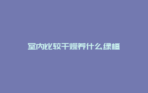 室内比较干燥养什么绿植