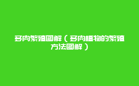 多肉繁殖图解（多肉植物的繁殖方法图解）