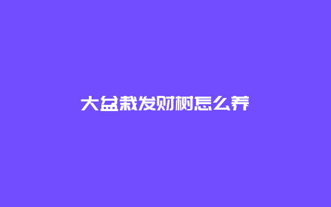 大盆栽发财树怎么养