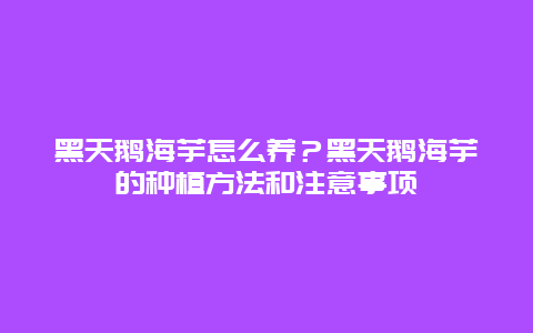 黑天鹅海芋怎么养？黑天鹅海芋的种植方法和注意事项