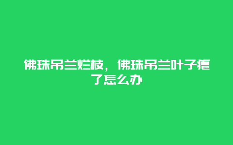 佛珠吊兰烂枝，佛珠吊兰叶子瘪了怎么办