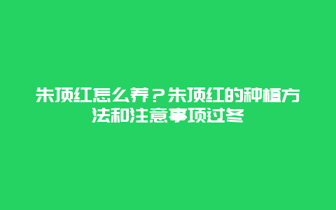 朱顶红怎么养？朱顶红的种植方法和注意事项过冬