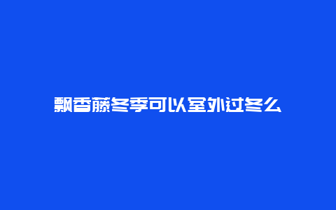 飘香藤冬季可以室外过冬么