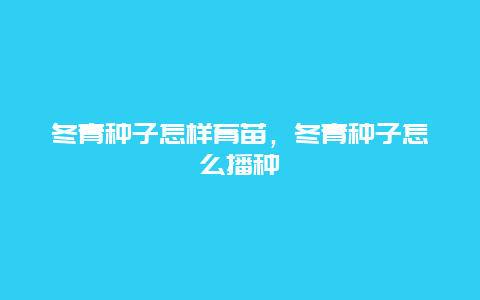 冬青种子怎样育苗，冬青种子怎么播种