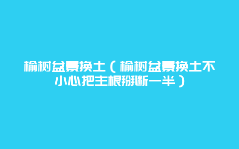 榆树盆景换土（榆树盆景换土不小心把主根掰断一半）