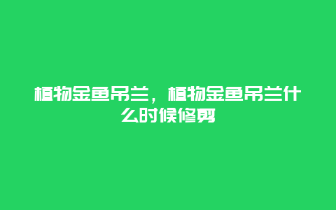 植物金鱼吊兰，植物金鱼吊兰什么时候修剪