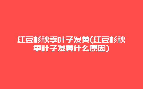 红豆杉秋季叶子发黄(红豆杉秋季叶子发黄什么原因)