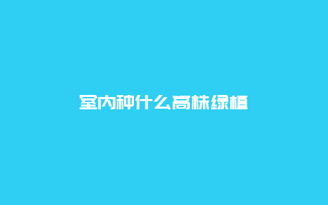 室内种什么高株绿植