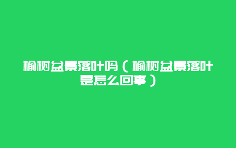 榆树盆景落叶吗（榆树盆景落叶是怎么回事）