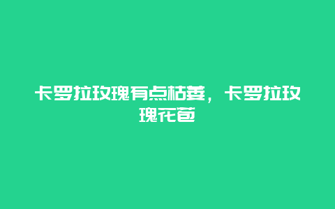 卡罗拉玫瑰有点枯萎，卡罗拉玫瑰花苞