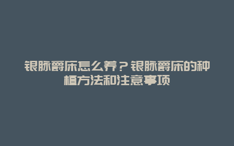 银脉爵床怎么养？银脉爵床的种植方法和注意事项