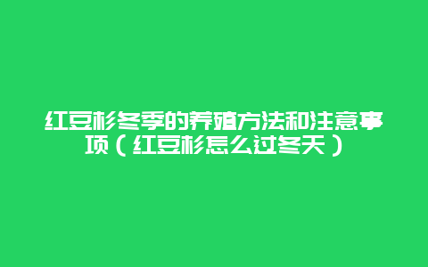 红豆杉冬季的养殖方法和注意事项（红豆杉怎么过冬天）