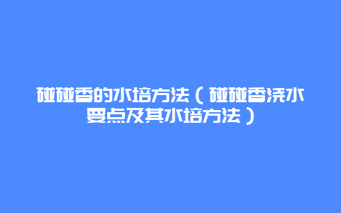 碰碰香的水培方法（碰碰香浇水要点及其水培方法）