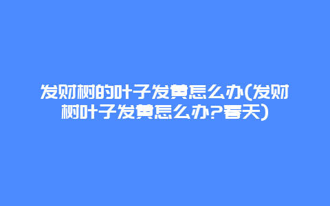 发财树的叶子发黄怎么办(发财树叶子发黄怎么办?春天)