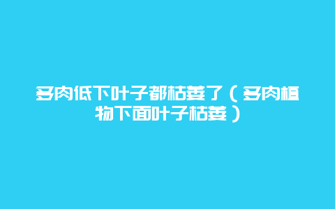 多肉低下叶子都枯萎了（多肉植物下面叶子枯萎）