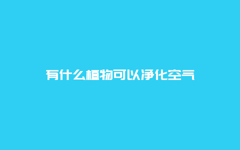 有什么植物可以净化空气