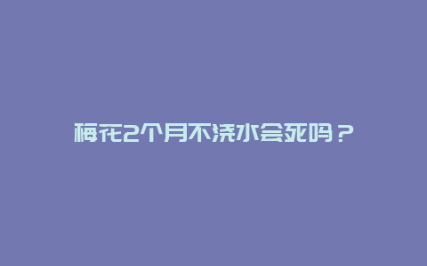 梅花2个月不浇水会死吗？