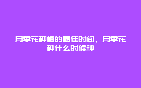 月季花种植的最佳时间，月季花种什么时候种