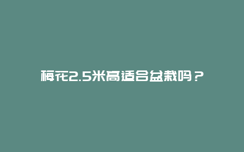 梅花2.5米高适合盆栽吗？