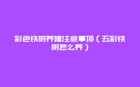 彩色铁树养殖注意事项（五彩铁树怎么养）