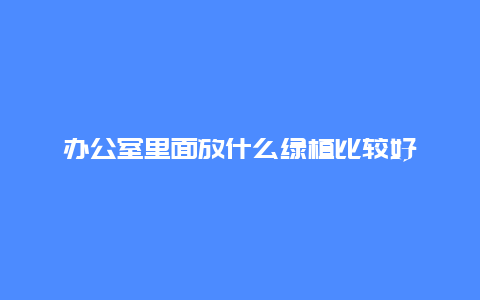 办公室里面放什么绿植比较好