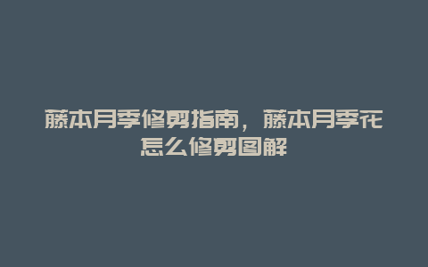 藤本月季修剪指南，藤本月季花怎么修剪图解