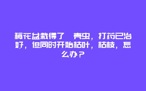 梅花盆栽得了蚧壳虫，打药已治好，但同时开始枯叶，枯枝，怎么办？