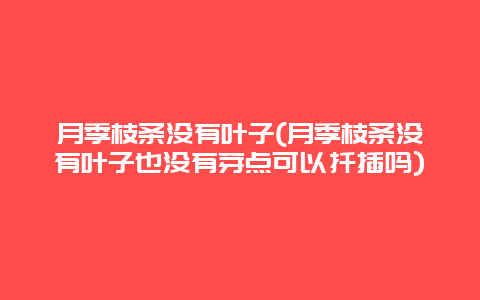 月季枝条没有叶子(月季枝条没有叶子也没有芽点可以扦插吗)