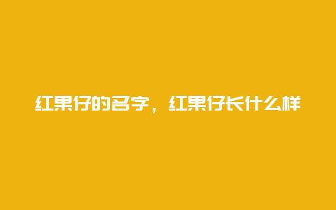 红果仔的名字，红果仔长什么样