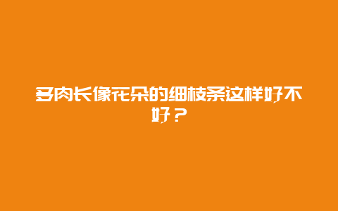 多肉长像花朵的细枝条这样好不好？