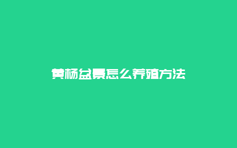 黄杨盆景怎么养殖方法