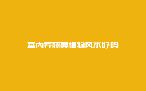 室内养藤蔓植物风水好吗