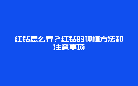 红钻怎么养？红钻的种植方法和注意事项