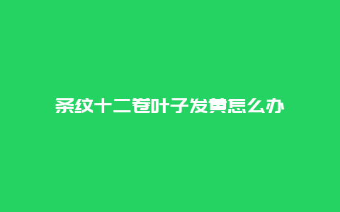 条纹十二卷叶子发黄怎么办