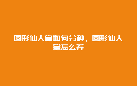 圆形仙人掌如何分种，圆形仙人掌怎么养