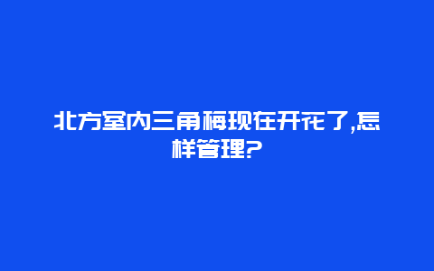 北方室内三角梅现在开花了,怎样管理?